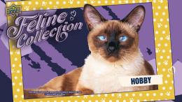 ◆予約◆2026 UPPER DECK FELINE COLLECTION HOBBY