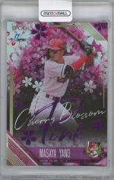 2026 EPOCH NPB プロ野球カード #208 / 矢野雅哉(広島東洋カープ) Cherry Blossom Pinkパラレルカード 【4/5】